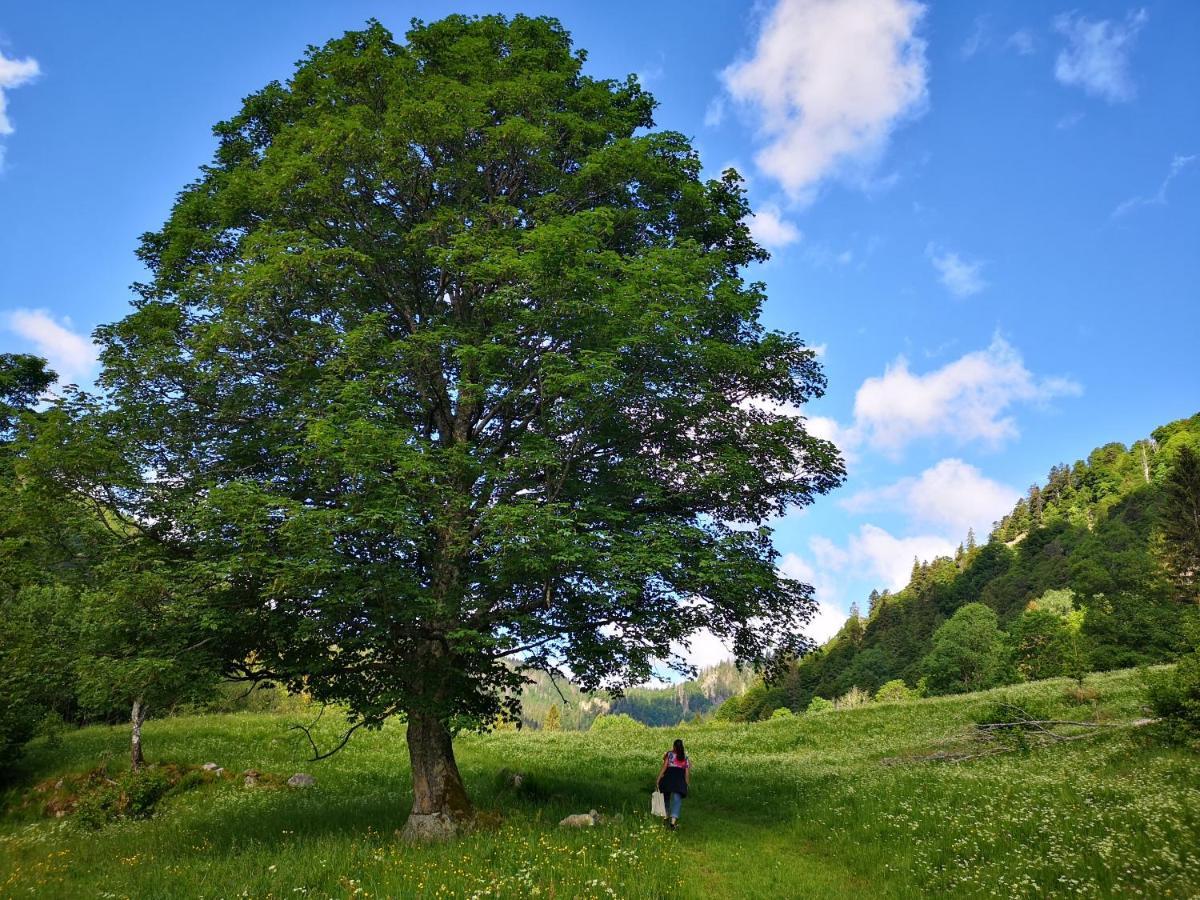 B1 Albmatte-Fewo Sauna, Hallenbad Aussenbecken Massagen Nebenan Menzenschwand Bagian luar foto